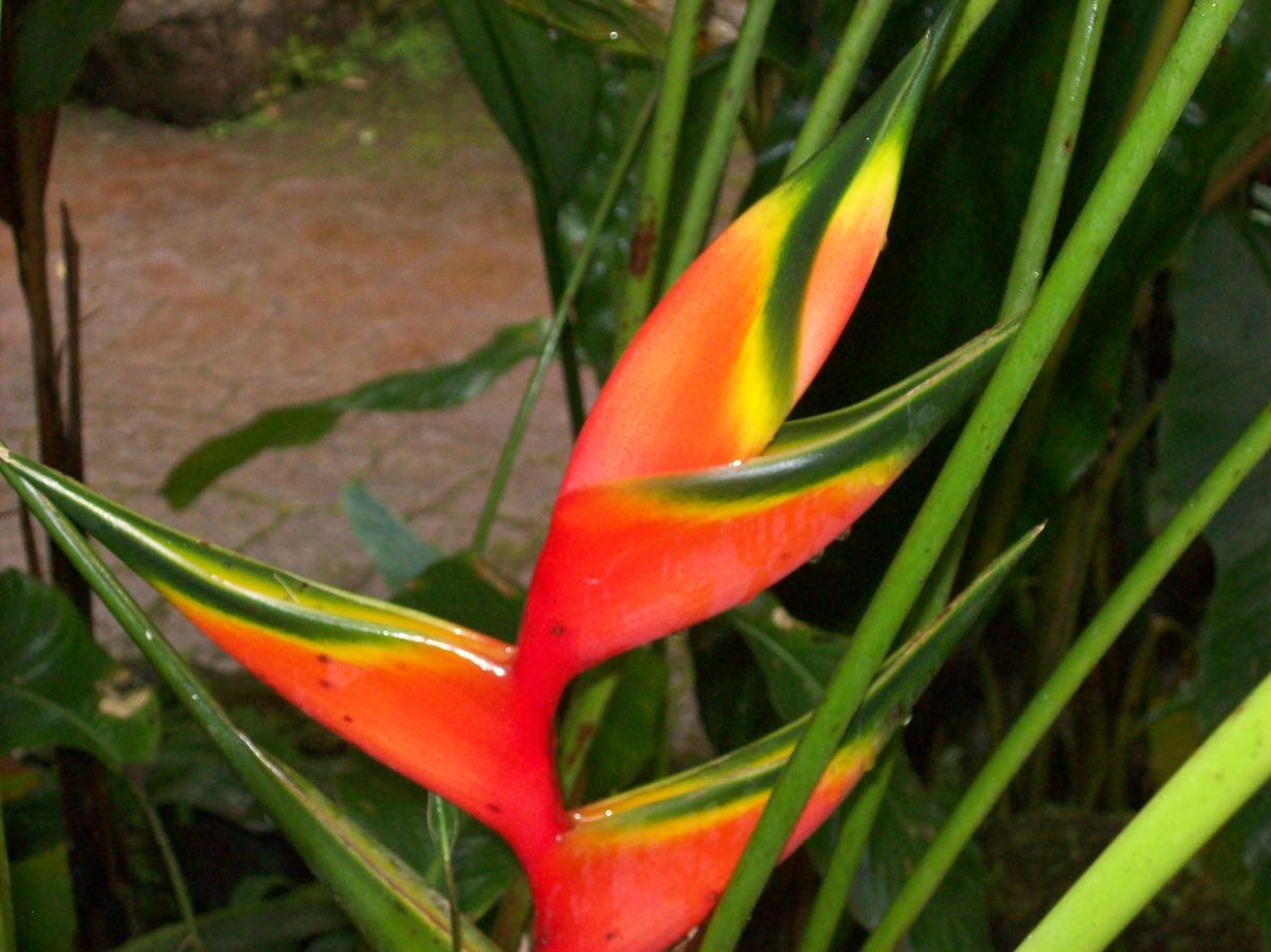 Forest Lodge Uvita Kültér fotó